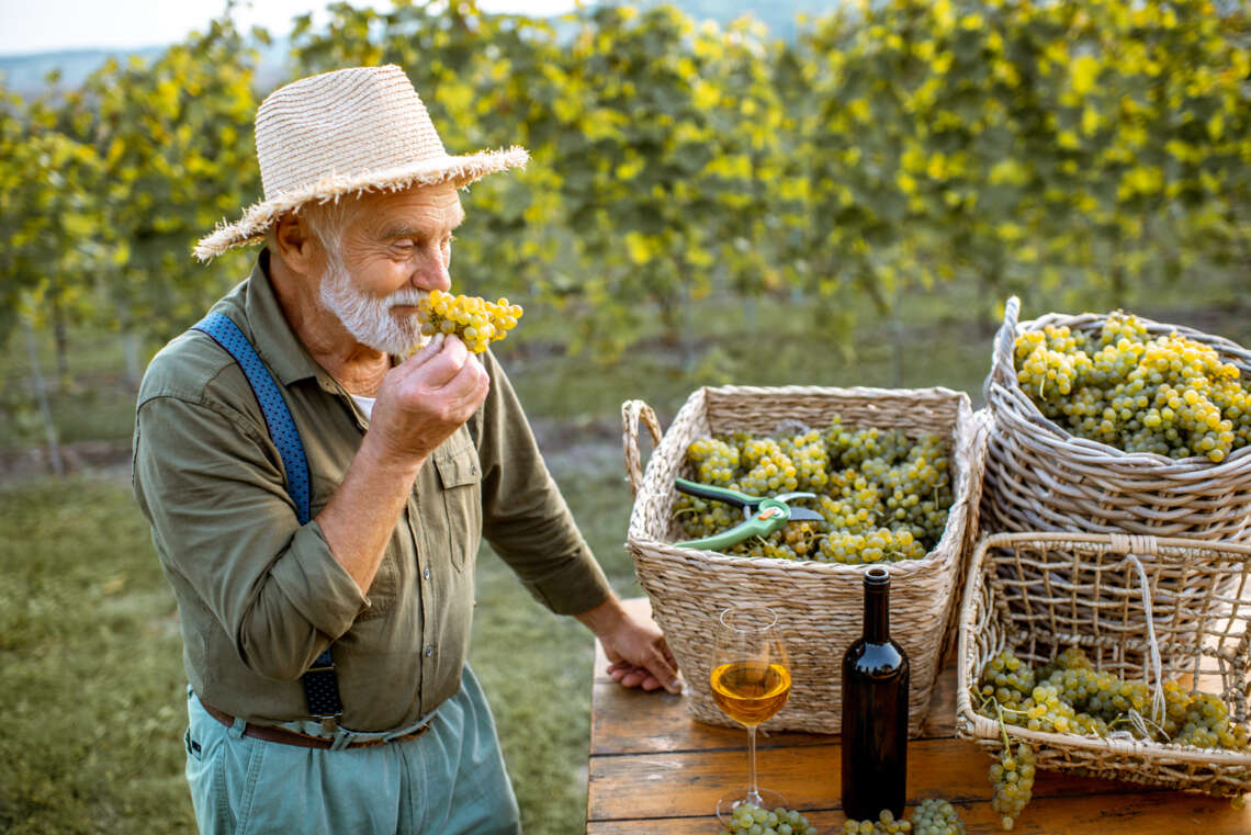 senior-winemaker-with-wine-and-grapes-on-the-viney-2022-01-18-23-47-58-utc -  - Restaurant